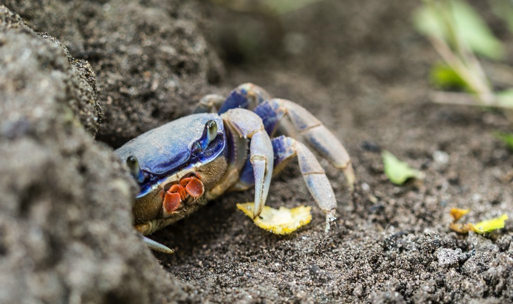 blue crab