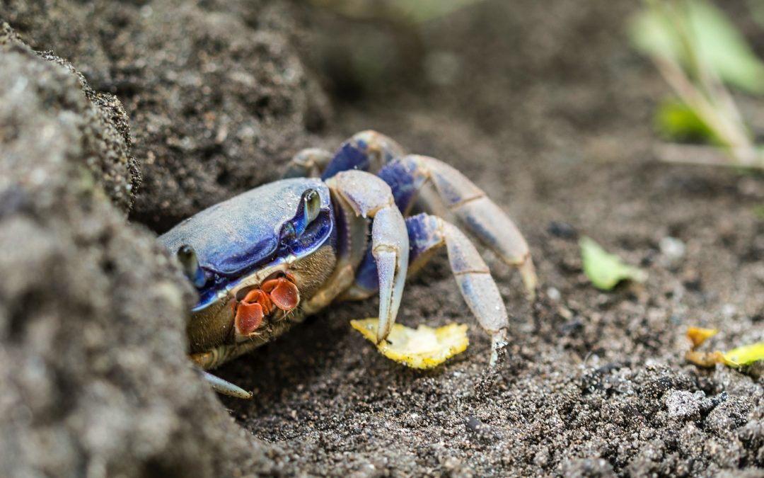 Blue Crabs and Human Tradition