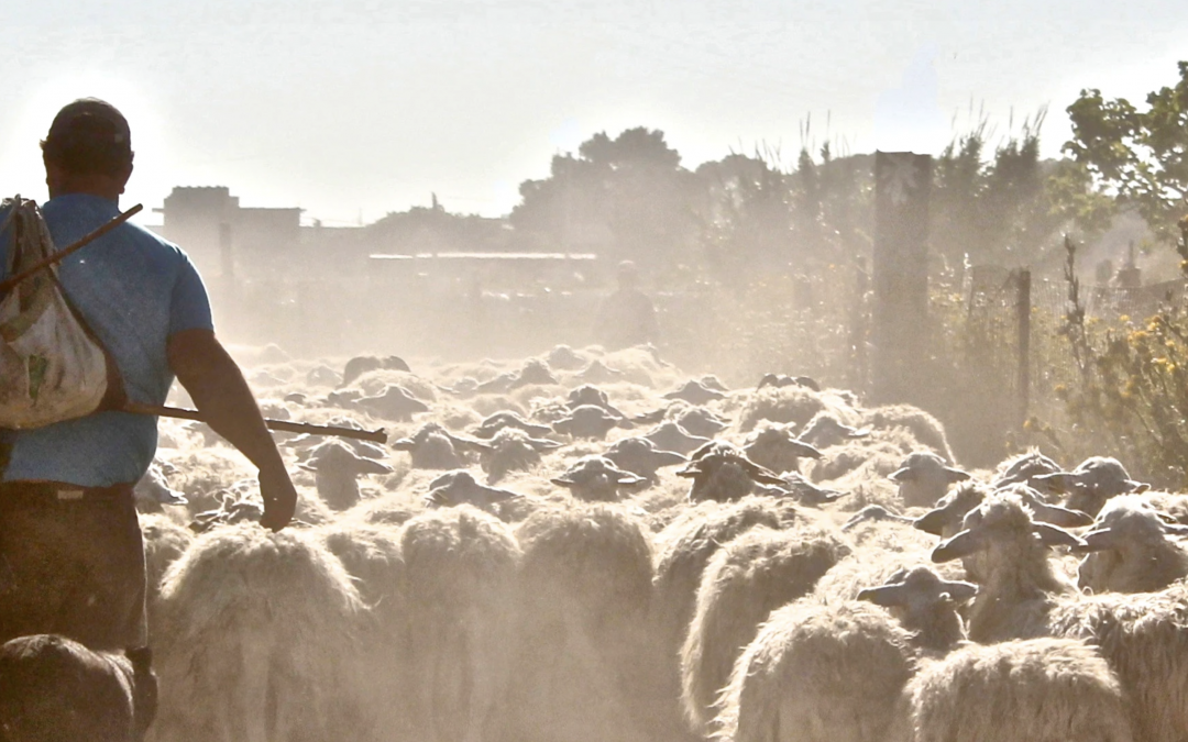 Looking for Shepherds: Biblical Qualifications for Eldership