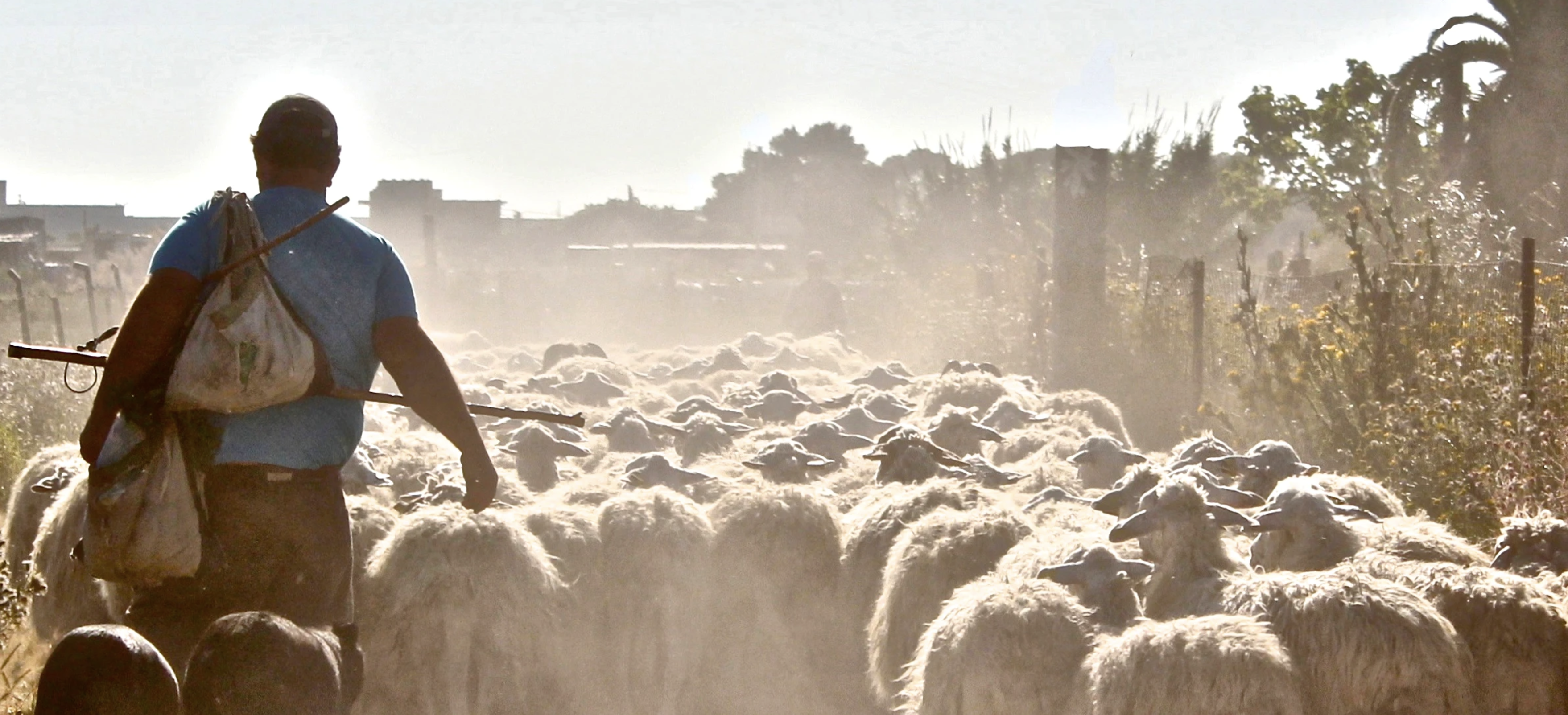 Looking for Shepherds: Biblical Qualifications for Eldership